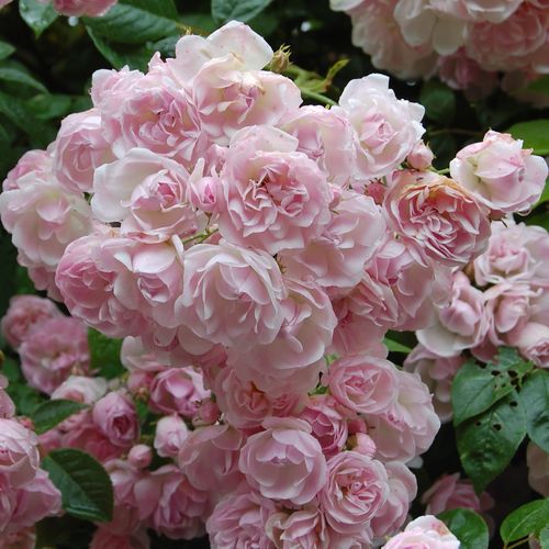 Shop - Rosa Belvedere - rosa - sempervirens rosen - stark duftend - Antoine A. Jacques - Eine angenehm duftende, in großen Gruppen blühende Sorte mit tassenförbigen, blassrosa Blüten. Ist dekorativ auf Rosentore und Pergola gerankt.